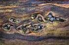 USA, Washington State, Seabeck. Close-up of beach rocks in driftwood. Coastal Print